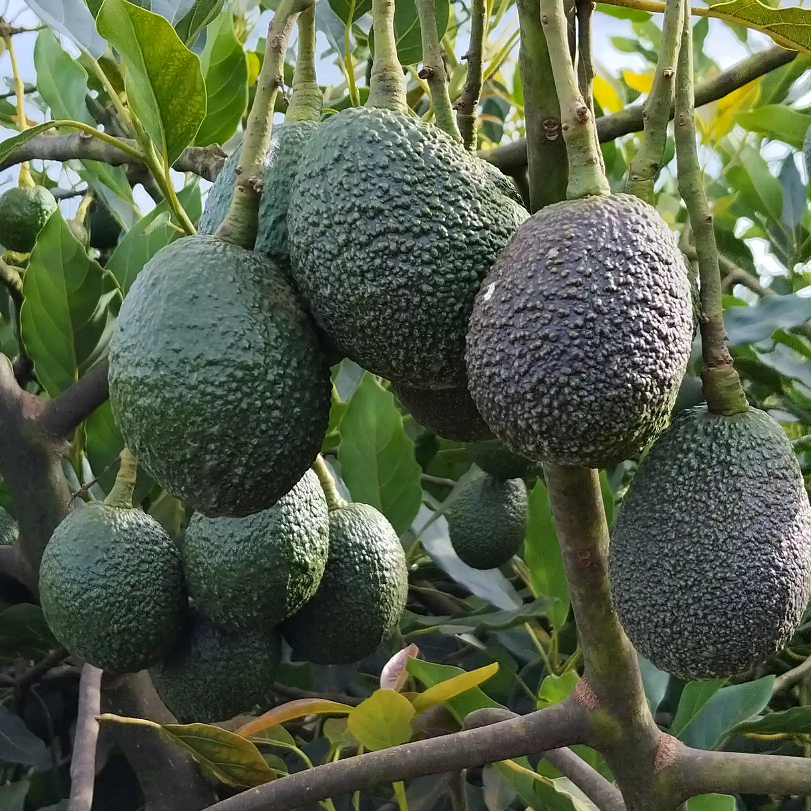 high-quality-hass-avocados-on-a-tree